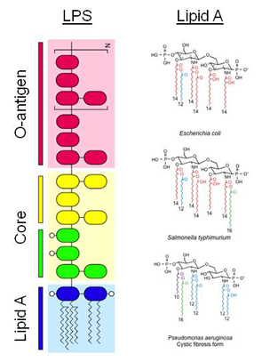 Dr. Ernst summary image