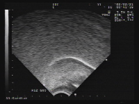 khoekoe2_image