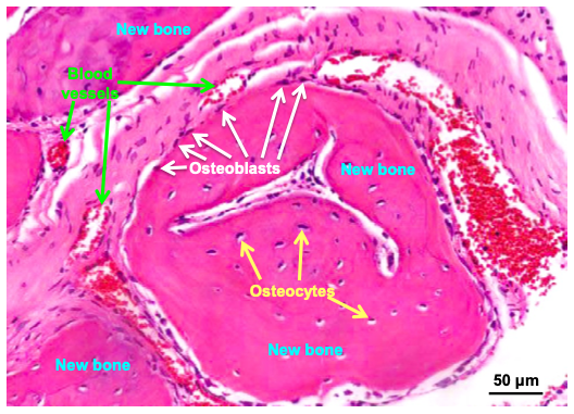 Biomaterials slide