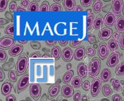 ImageJ/Fiji Logo