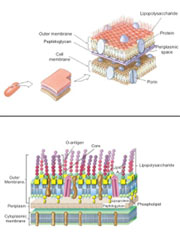 Dr. Ernst Projects