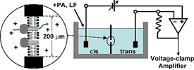 Planar Lipid Bilayer Scheme