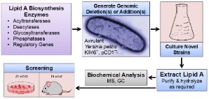 A diagram showing information about lipid A biosynthesis enzymes