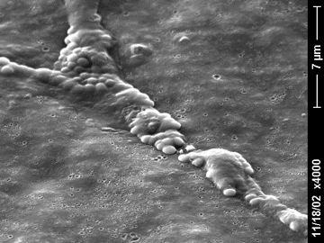 Microscope slide image