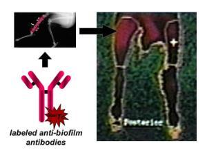 Dr. Mark Shirtliff projects