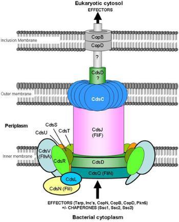 Diagram of type III secretion