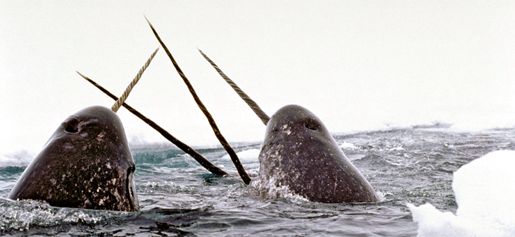 Image of narwhals