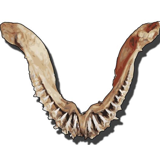 Bottom jaw of a shark in the Animals and Their Teeth Exhibit