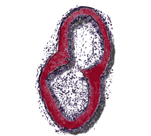 Image of a cell found on a Your Spitting Image: Bioengineering Panel