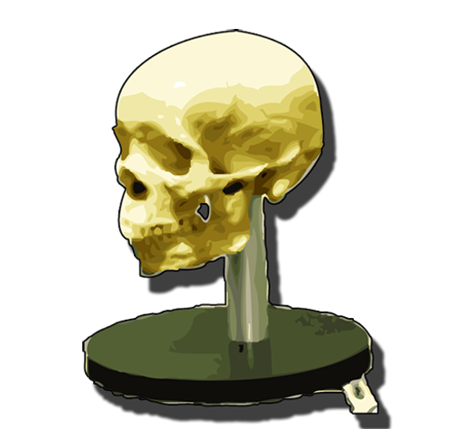 Skull located in the Your Spitting Image: Forensics Exhibit