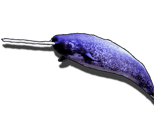 Narwhal Model from Narwhal: A Whale of a Tooth exhibit