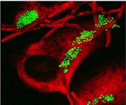 microbiology research