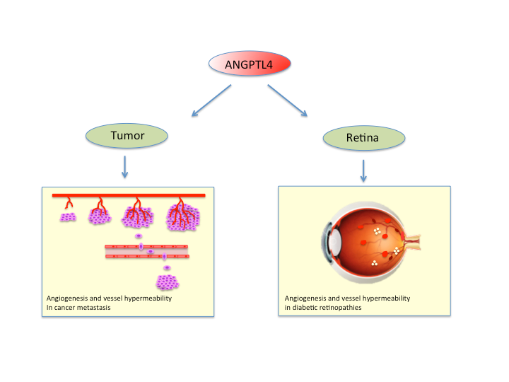 Illustration of ANGPTL4