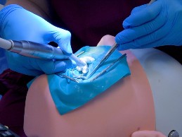 A dental student works on a set of model teeth