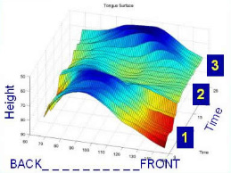 3d diagram of tongue surface