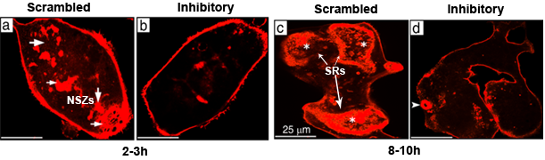 Figure 2: Confocal images of osteoclasts (OCs) plated on a mineralized matrix and stained with rhodamine-phalloidin. Actin distribution is shown in OCs incubated with scrambled (a & c) and inhibitory (b & d) LPL peptides in the presence of TNF-α.  At the indicated time, OCs incubated with LPL inhibitory peptide failed to exhibit either NSZs (b) or sealing rings (d). Scale bar-25 µm.